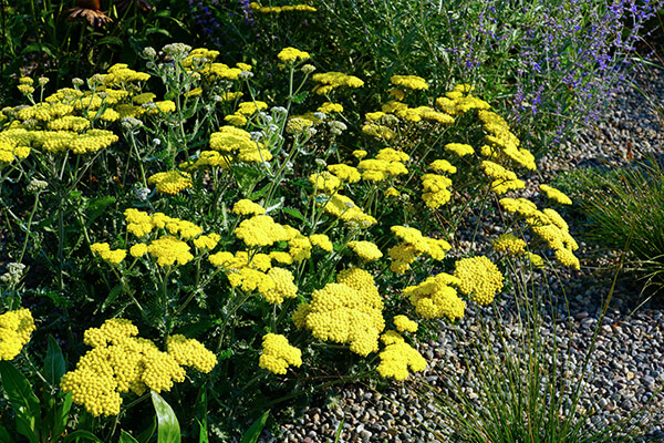 herbs rosemary parsley summerwinds california